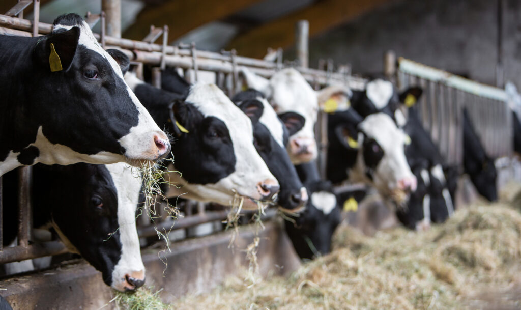 black and white spotted cows feed on hay inside dutch farm in holland